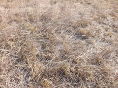 Poaceae