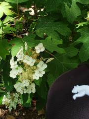 Hydrangea quercifolia