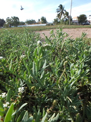 Heliotropium curassavicum