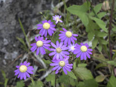 Pericallis tussilaginis