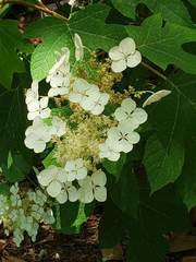 Hydrangea quercifolia