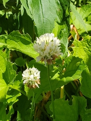 Trifolium repens
