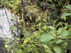 Achyranthes aspera sicula