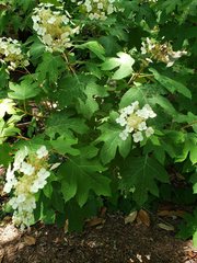 Hydrangea quercifolia