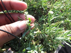 Heliotropium curassavicum