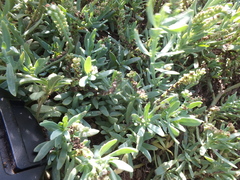 Heliotropium curassavicum
