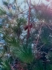 Pinus