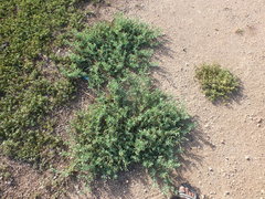 Heliotropium curassavicum
