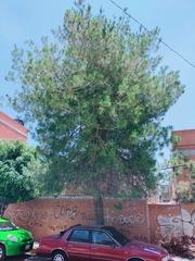Pinus