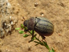 Phyllophaga lanceolata