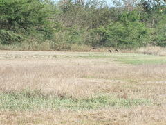 Quiscalus mexicanus