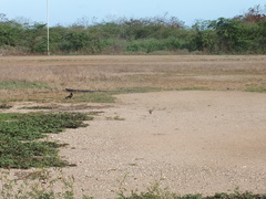 Quiscalus mexicanus