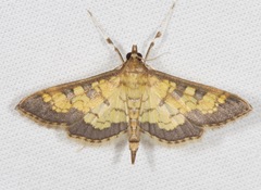 Diacme elealis