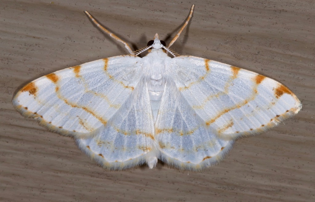 Angle Moths and Allies