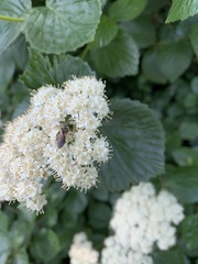 Viburnum carolinianum