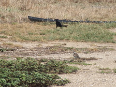 Charadrius vociferus