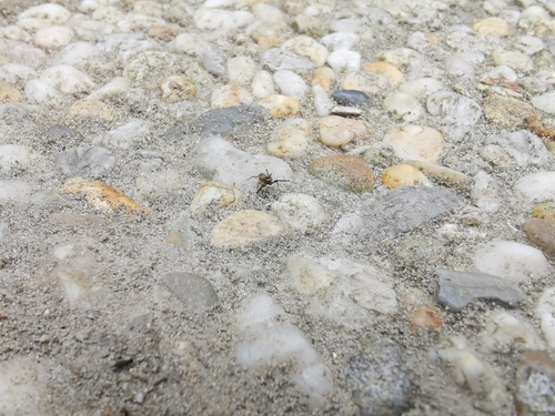 White-Palped Jumping Spider, 5944 Arcen, Nederland, photo 10 of 10