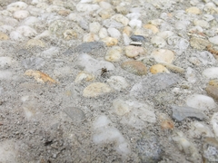 Euophrys frontalis