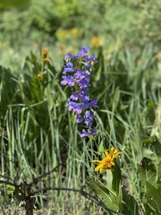 Penstemon cyananthus