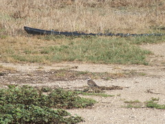 Charadrius vociferus