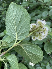 Viburnum carolinianum