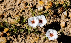 Convolvulus laciniatus