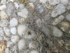 Euophrys frontalis