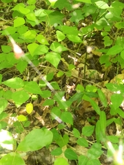 Mecynogea lemniscata