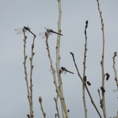 Pachydiplax longipennis