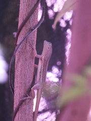 Anolis lineatopus