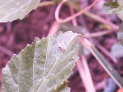 Aculeata