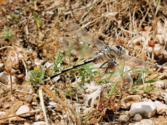 Lindenia tetraphylla