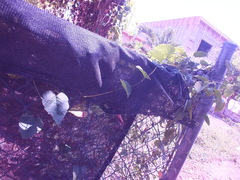 Convolvulaceae