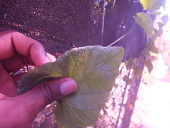 Convolvulaceae