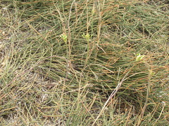 Allium flavum tauricum