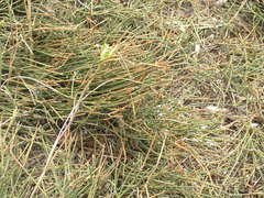 Allium flavum tauricum