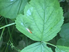Psila