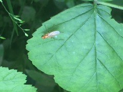 Psila
