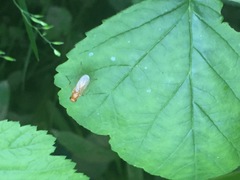 Psila