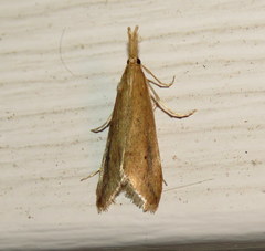 Donacaula melinellus