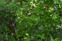 Clematis viticella