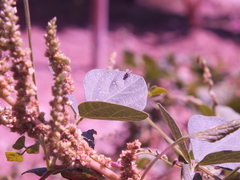 Brachycera