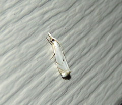 Microcrambus biguttellus