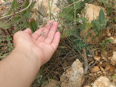 Rumia crithmifolia