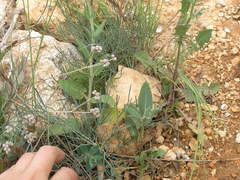 Rumia crithmifolia