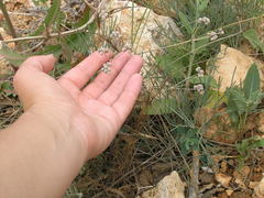 Rumia crithmifolia