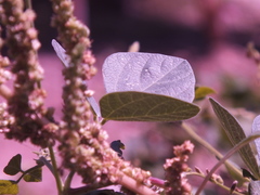 Faboideae