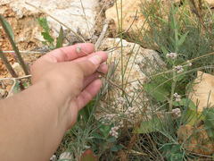 Rumia crithmifolia