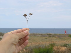 Rumia crithmifolia
