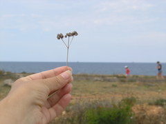 Rumia crithmifolia
